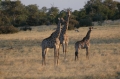 S giraffe trio 